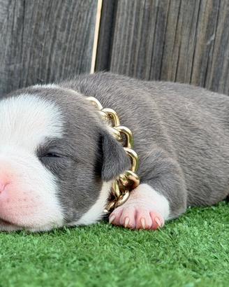 American pitbull terrier
