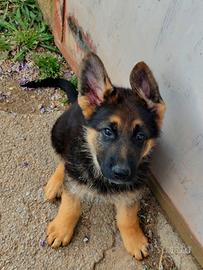Cuccioli pastore tedesco