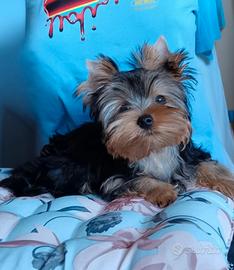 Yorkshire terrier con pedigree ENCI