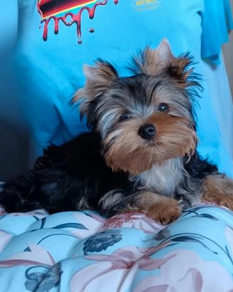 Yorkshire terrier con pedigree ENCI