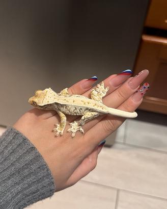 Geco Ciliatus