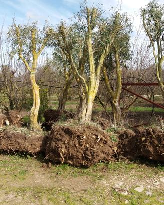 Piante di ulivo