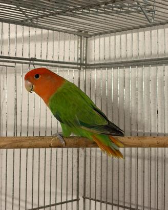 Inseparabili maschi