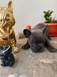 Bulldog Francese nata il 24/6/26 Viterbo