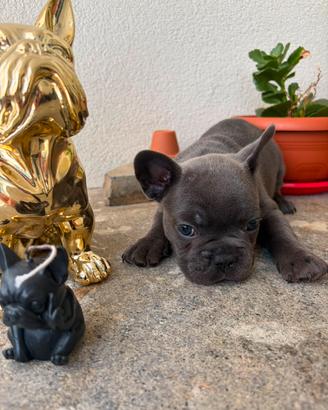 Bulldog Francese nata il 24/6/26 Viterbo