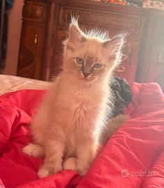Cucciolo Ragdoll 3 mesi maschio