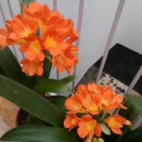 Piante di clivie in fiore