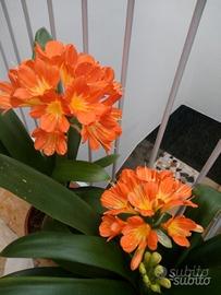Piante di clivie in fiore