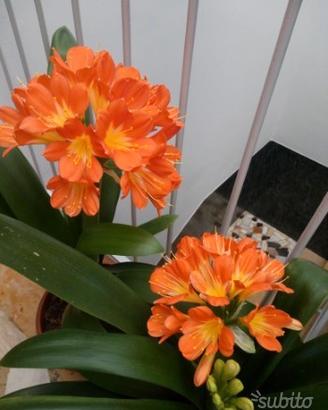 Piante di clivie in fiore