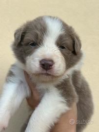 Cucciola border collie