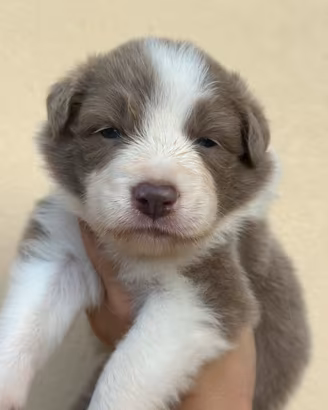 Cucciola border collie