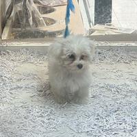 Cuccioli di maltese