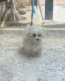 Cuccioli di maltese