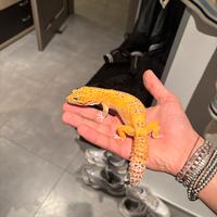 Geco Leopardino femmina