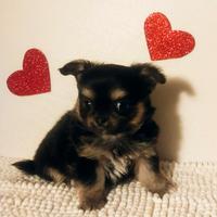 Chihuahua cucciolo DOLCETTO