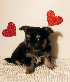 Chihuahua cucciolo DOLCETTO