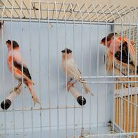 Arlecchini portoghesi 2025