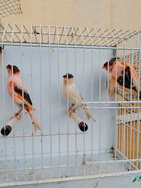 Arlecchini portoghesi 2025