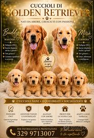 Golden Retriever Americano