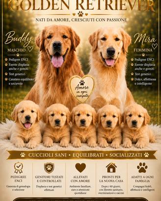 Golden Retriever Americano