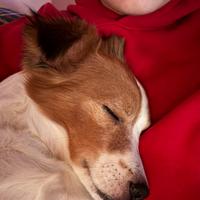 Bobi il cagnolino d'oro