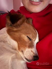 Bobi il cagnolino d'oro