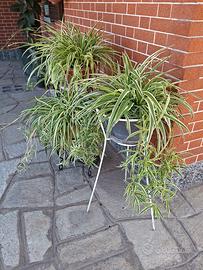 stupendi vasi di Falangio o Nastrino  € 22 cad