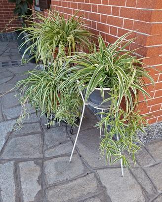 stupendi vasi di Falangio o Nastrino  € 22 cad