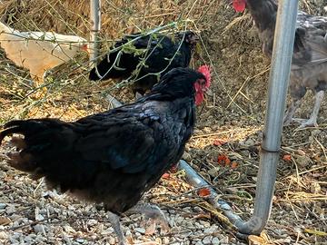Gallo Australorp