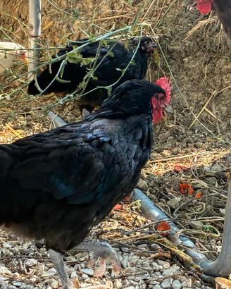 Gallo Australorp