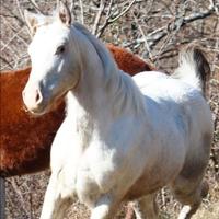 Puledra appaloosa un anno