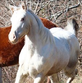Puledra appaloosa un anno
