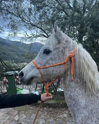 Cavallo arabo