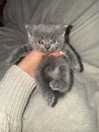 Cuccioli scottish fold e straight