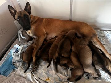 Cuccioli Malinois