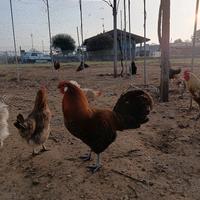 Gallo ovaiola della Vestfalia