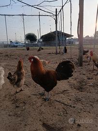 Gallo ovaiola della Vestfalia