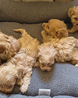 Cuccioli maltipoo