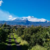Terreno con agrumeto e casale rurale -Pozzillo Sup