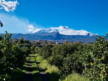 Terreno con agrumeto e casale rurale -Pozzillo Sup
