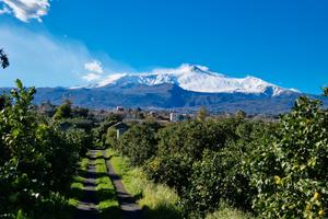 Terreno con agrumeto e casale rurale -Pozzillo Sup