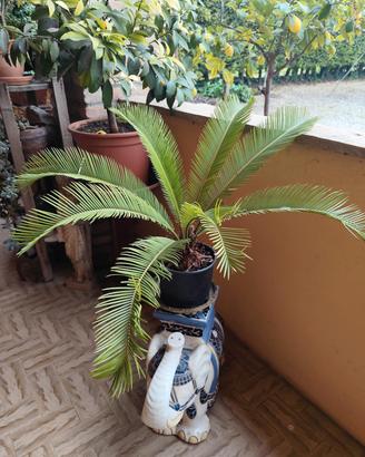 Cycas 