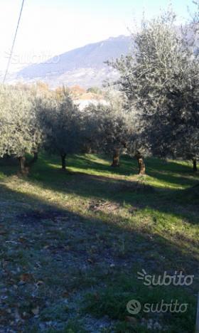 Terreno con Oliveto - Vista 4