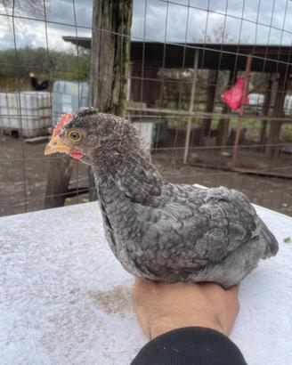 Pulcini olive egger