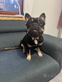Disponibile x monta