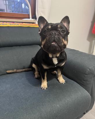 Disponibile x monta