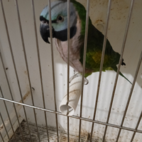 Parrocchetto derbiana