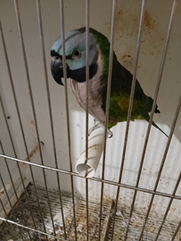 Parrocchetto derbiana