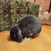 Fieno per conigllietti nani, cavie, cincillà