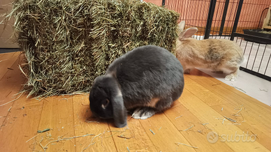 Fieno per conigllietti nani, cavie, cincillà